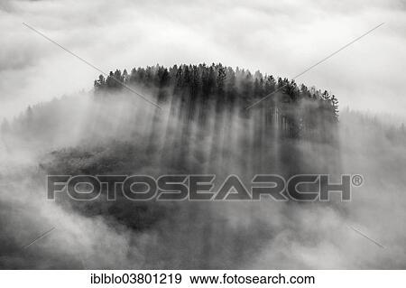 "Hill with fir trees and spruce trees, backlit, cloud cover, Meschede, Sauerland region, North Rhine-Westphalia, Germany, Europe" View Large Photo Image Stock Photo - "Hill with fir trees and spruce trees, backlit, cloud cover, Meschede, Sauerland region, North Rhine-Westphalia, Germany, Europe". Fotosearch