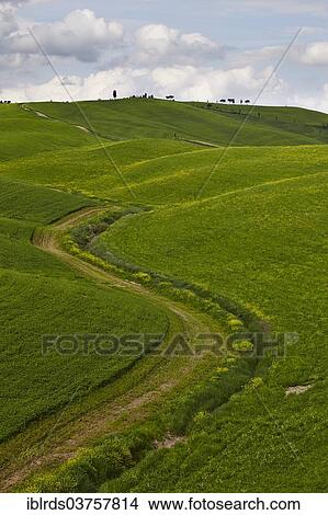 "Hilly fields in the Crete Senesi region, Torrenieri, Montalcino, Province of Siena, Tuscany, Italy, Europe" View Large Photo Image Picture - "Hilly fields in the Crete Senesi region, Torrenieri, Montalcino, Province of Siena, Tuscany, Italy, Europe". Fotosearch