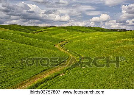 "Hilly fields in the Crete Senesi region, Torrenieri, Montalcino, Province of Siena, Tuscany, Italy, Europe" View Large Photo Image Stock Photo - "Hilly fields in the Crete Senesi region, Torrenieri, Montalcino, Province of Siena, Tuscany, Italy, Europe". Fotosearch