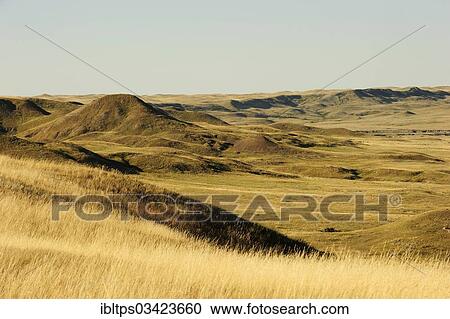 "Hilly grassland, prairie landscape, Saskatchewan Province, Canada, North America" View Large Photo Image Stock Image - "Hilly grassland, prairie landscape, Saskatchewan Province, Canada, North America". Fotosearch