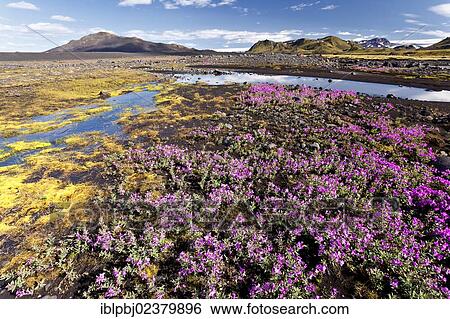 Stock Photograph - "Hilly landscape, Emstrur, Iceland, Europe". Fotosearch