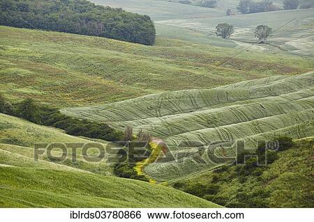 "Hilly landscape of Crete Senesi, Asciano, Arbia, Tuscany, Italy, Europe" View Large Photo Image Stock Photograph - "Hilly landscape of Crete Senesi, Asciano, Arbia, Tuscany, Italy, Europe". Fotosearch
