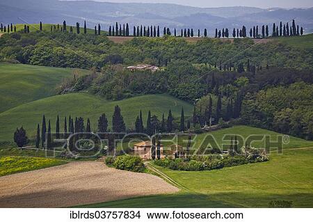 "Hilly landscape of the Crete Senesi region, Moccia, Chiusure, Province of Siena, Tuscany, Italy, Europe" View Large Photo Image Picture - "Hilly landscape of the Crete Senesi region, Moccia, Chiusure, Province of Siena, Tuscany, Italy, Europe". Fotosearch