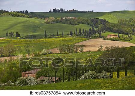 "Hilly landscape of the Crete Senesi region, Moccia, Chiusure, Province of Siena, Tuscany, Italy, Europe" View Large Photo Image Picture - "Hilly landscape of the Crete Senesi region, Moccia, Chiusure, Province of Siena, Tuscany, Italy, Europe". Fotosearch