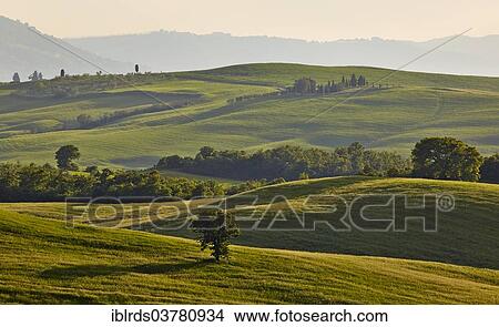 "Hilly landscape of the Crete Senesi, Castelmuzio, Tuscany, Italy, Europe" View Large Photo Image Picture - "Hilly landscape of the Crete Senesi, Castelmuzio, Tuscany, Italy, Europe". Fotosearch