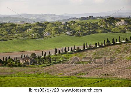 "Hilly landscape of the Crete Senesi region, Taverne d'Arbia, Province of Siena, Tuscany, Italy, Europe" View Large Photo Image Stock Image - "Hilly landscape of the Crete Senesi region, Taverne d'Arbia, Province of Siena, Tuscany, Italy, Europe". Fotosearch
