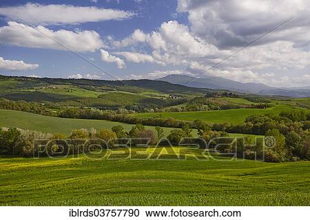 Stock Image - "Hilly landscape of the Crete Senesi region, Torrenieri, Montalcino, Province of Siena, Tuscany, Italy, Europe". Fotosearch