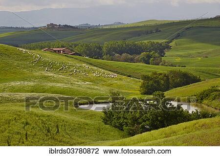 "Hilly landscape of the Crete Senesi with flock of sheep, Asciano, Arbia, Tuscany, Italy, Europe" View Large Photo Image Stock Image - "Hilly landscape of the Crete Senesi with flock of sheep, Asciano, Arbia, Tuscany, Italy, Europe". Fotosearch