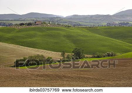 "Hilly landscape of the Crete Senesi region, Chiusure, Province of Siena, Tuscany, Italy, Europe" View Large Photo Image Stock Photo - "Hilly landscape of the Crete Senesi region, Chiusure, Province of Siena, Tuscany, Italy, Europe". Fotosearch
