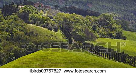 "Hilly landscape of the Crete Senesi region, Moccia, Chiusure, Province of Siena, Tuscany, Italy, Europe" View Large Photo Image Stock Photo - "Hilly landscape of the Crete Senesi region, Moccia, Chiusure, Province of Siena, Tuscany, Italy, Europe". Fotosearch