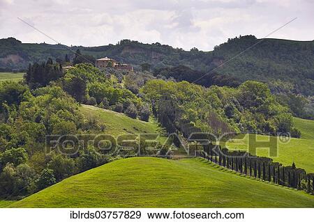 "Hilly landscape of the Crete Senesi region, Moccia, Chiusure, Province of Siena, Tuscany, Italy, Europe" View Large Photo Image Stock Photo - "Hilly landscape of the Crete Senesi region, Moccia, Chiusure, Province of Siena, Tuscany, Italy, Europe". Fotosearch