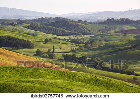 "Hilly landscape of the Crete Senesi region, Vescona, Asciano, Province of Siena, Tuscany, Italy, Europe" View Large Photo Image Stock Photograph - "Hilly landscape of the Crete Senesi region, Vescona, Asciano, Province of Siena, Tuscany, Italy, Europe". Fotosearch