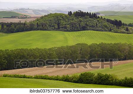 "Hilly landscape of the Crete Senesi region, Lucignano d’Arbia, Monteroni d’Arbia, Province of Siena, Tuscany, Italy, Europe" View Large Photo Image Stock Photograph - "Hilly landscape of the Crete Senesi region, Lucignano d’Arbia, Monteroni d’Arbia, Province of Siena, Tuscany, Italy, Europe". Fotosearch