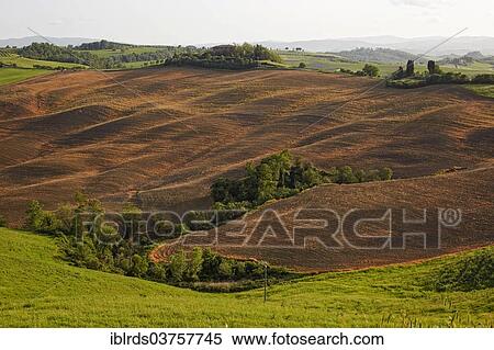 "Hilly landscape of the Crete Senesi region, Pievina, Asciano, Province of Siena, Tuscany, Italy, Europe" View Large Photo Image Stock Photography - "Hilly landscape of the Crete Senesi region, Pievina, Asciano, Province of Siena, Tuscany, Italy, Europe". Fotosearch