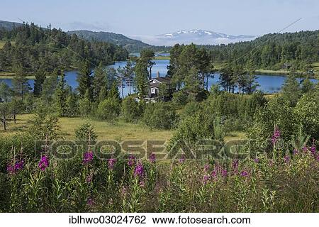 Stock Image - "Hilly landscape with a lake and a forest, Lake Sovatnet, Sor-Trondelag, Trondelag, Norway, Europe". Fotosearch