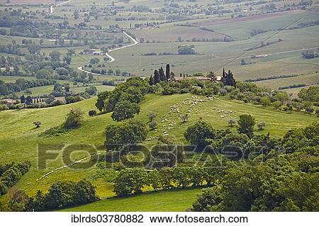 "Hilly landscape with flock of sheep, Crete Senesi, Montefollonico, Tuscany, Italy, Europe" View Large Photo Image Stock Image - "Hilly landscape with flock of sheep, Crete Senesi, Montefollonico, Tuscany, Italy, Europe". Fotosearch