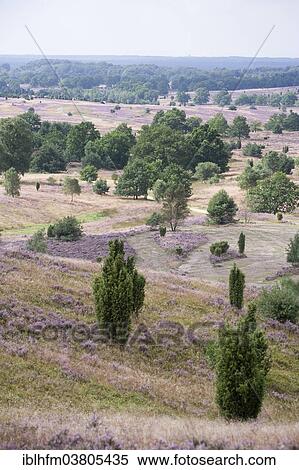 Stock Photography - "Hilly moorland landscape, Luneburg Heath, Lower Saxony, Germany, Europe". Fotosearch