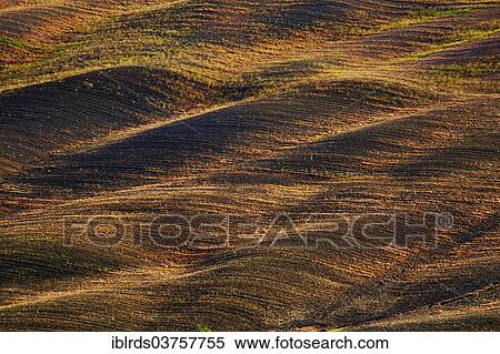 "Hilly structure, fallow field, Pievina, Asciano, Province of Siena, Tuscany, Italy, Europe" View Large Photo Image Stock Photography - "Hilly structure, fallow field, Pievina, Asciano, Province of Siena, Tuscany, Italy, Europe". Fotosearch
