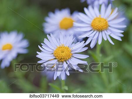 "Himalayan Aster (Aster himalaicus), flowers, Thuringia, Germany, Europe" View Large Photo Image Stock Photo - "Himalayan Aster (Aster himalaicus), flowers, Thuringia, Germany, Europe". Fotosearch
