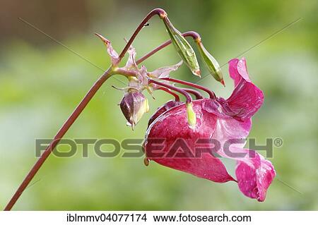 Picture - "Himalayan Balsam (Impatiens glandulifera), flower, Germany, Europe". Fotosearch