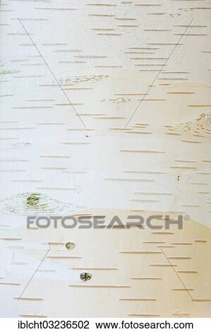 "Himalayan birch, bhojpatra (Betula utilis), bark, occurrence in Asia, Bergkamen, North Rhine-Westphalia, Germany, Europe" View Large Photo Image Stock Image - "Himalayan birch, bhojpatra (Betula utilis), bark, occurrence in Asia, Bergkamen, North Rhine-Westphalia, Germany, Europe". Fotosearch