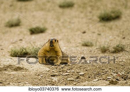 Stock Photograph - "Himalayan Marmot (Marmota Himalayana), Tsomoriri Wetland Conservation Reserve, Jammu and Kashmir, India, Asia". Fotosearch