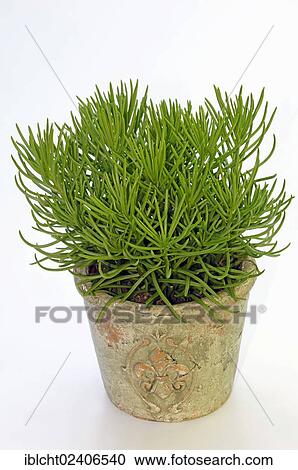 "Himalayan Senecio (Senecio himalaya) in a flowerpot, ornamental plant" View Large Photo Image Stock Image - "Himalayan Senecio (Senecio himalaya) in a flowerpot, ornamental plant". Fotosearch
