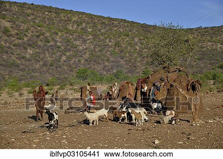 "Himba people with goats in front of Himba huts, Ombombo, Kaokoland, Kunene, Namibia, Africa" View Large Photo Image Stock Image - "Himba people with goats in front of Himba huts, Ombombo, Kaokoland, Kunene, Namibia, Africa". Fotosearch