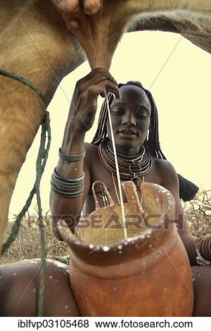Stock Photo - "Himba woman milking a cow, Ombombo, Kaokoland, Kunene, Namibia, Africa". Fotosearch