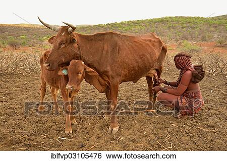 "Himba woman milking a cow, Ombombo, Kaokoland, Kunene, Namibia, Africa" View Large Photo Image Stock Photograph - "Himba woman milking a cow, Ombombo, Kaokoland, Kunene, Namibia, Africa". Fotosearch
