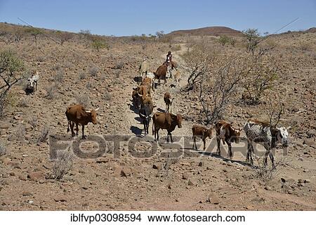 "Himba woman on a donkey with her herd of cows, Orupembe, Kaokoland, Kunene, Namibia, Africa" View Large Photo Image Picture - "Himba woman on a donkey with her herd of cows, Orupembe, Kaokoland, Kunene, Namibia, Africa". Fotosearch