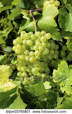 "Himrod Grapes (Vitis labrusca """"Himrod""""), Skane, Sweden, Europe" View Large Photo Image Stock Image - "Himrod Grapes (Vitis labrusca """"Himrod""""), Skane, Sweden, Europe". Fotosearch