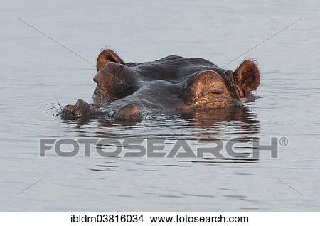 Picture - "Hippopotamus (Hippopotamus amphibius), Mkuze Game Reserve, KwaZulu-Natal, South Africa, Africa". Fotosearch