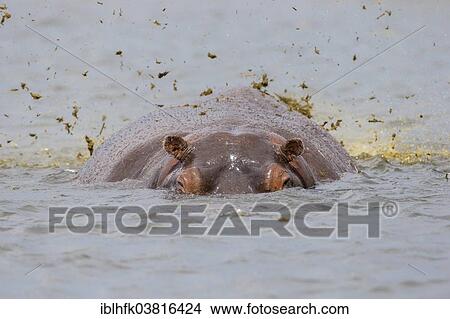 "Hippopotamus (Hippopotamus amphibius) at the Chobe river, Botswana, Africa" View Large Photo Image Picture - "Hippopotamus (Hippopotamus amphibius) at the Chobe river, Botswana, Africa". Fotosearch