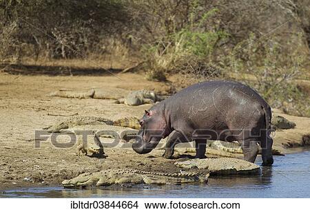 Picture - "Hippopotamus (Hippopotamus amphibius) bull leaving the water, and Nile Crocodiles (Crocodylus niloticus), Sunset Dam, Kruger National Park, South Africa, Africa". Fotosearch