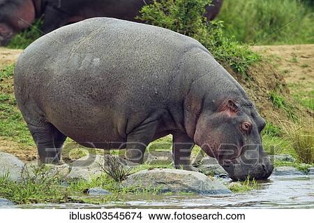 Picture - "Hippopotamus (Hippopotamus amphibius) grazing, Massai Mara, Serengeti, Rift Valley province, Kenya, Africa". Fotosearch