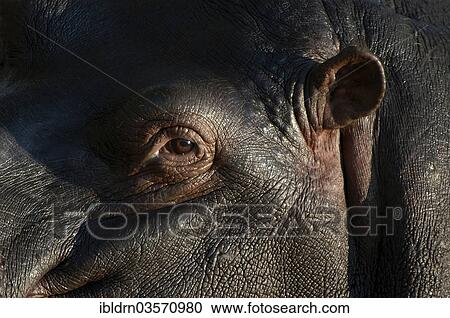 "Hippopotamus (Hippopotamus amphibius), Chobe National Park, Kasane, North-West District, Botswana, Africa" View Large Photo Image Stock Image - "Hippopotamus (Hippopotamus amphibius), Chobe National Park, Kasane, North-West District, Botswana, Africa". Fotosearch