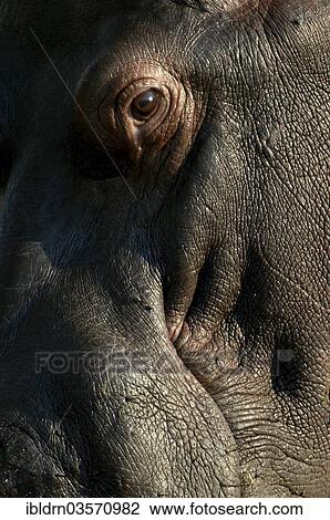 "Hippopotamus (Hippopotamus amphibius), Chobe National Park, Kasane, North-West District, Botswana, Africa" View Large Photo Image Stock Image - "Hippopotamus (Hippopotamus amphibius), Chobe National Park, Kasane, North-West District, Botswana, Africa". Fotosearch