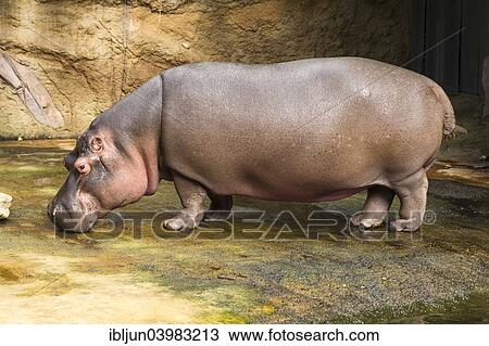 "Hippopotamus (Hippopotamus amphibius), captive" View Large Photo Image Stock Image - "Hippopotamus (Hippopotamus amphibius), captive". Fotosearch