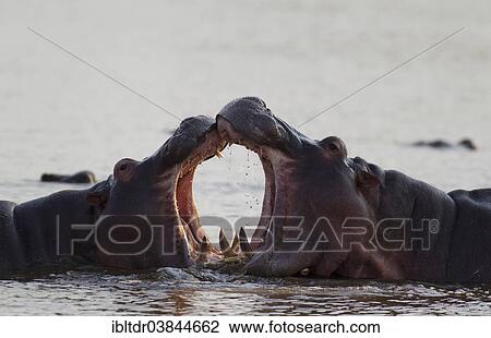 Stock Image - "Hippopotamus (Hippopotamus amphibius), two bulls at an play fight, noticeable the larger size of the bull on the right, Sunset Dam, Kruger National Park, South Africa, Africa". Fotosearch