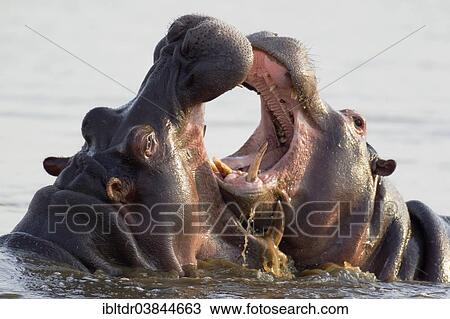 "Hippopotamus (Hippopotamus amphibius), two bulls at an play fight, noticeable the larger size of the bull on the left, Sunset Dam, Kruger National Park, South Africa, Africa" View Large Photo Image Stock Image - "Hippopotamus (Hippopotamus amphibius), two bulls at an play fight, noticeable the larger size of the bull on the left, Sunset Dam, Kruger National Park, South Africa, Africa". Fotosearch