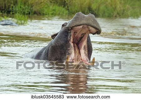 "Hippopotamus (Hippopotamus amphibius) with a wide open mouth, Massai Mara, Serengeti, Rift Valley province, Kenya, Africa" View Large Photo Image Stock Image - "Hippopotamus (Hippopotamus amphibius) with a wide open mouth, Massai Mara, Serengeti, Rift Valley province, Kenya, Africa". Fotosearch