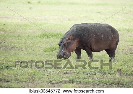 Stock Image - "Hippopotamus (Hippopotamus amphibius) grazing, Massai Mara, Serengeti, Rift Valley province, Kenya, Africa". Fotosearch
