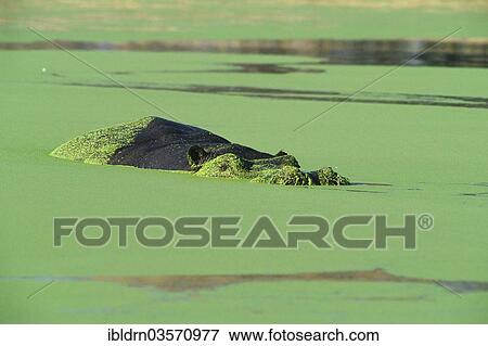 "Hippopotamus (Hippopotamus amphibius), Chobe National Park, Kasane, North-West District, Botswana, Africa" View Large Photo Image Stock Photo - "Hippopotamus (Hippopotamus amphibius), Chobe National Park, Kasane, North-West District, Botswana, Africa". Fotosearch
