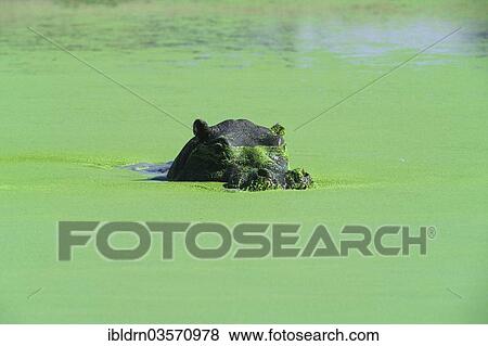 Stock Photo - "Hippopotamus (Hippopotamus amphibius), Chobe National Park, Kasane, North-West District, Botswana, Africa". Fotosearch