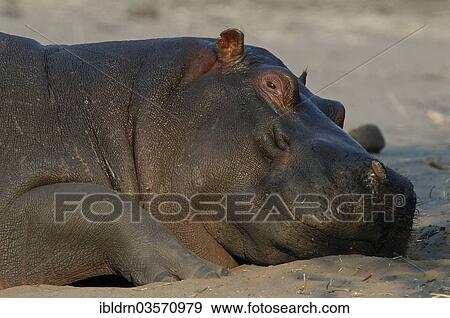 "Hippopotamus (Hippopotamus amphibius), Chobe National Park, Kasane, North-West District, Botswana, Africa" View Large Photo Image Stock Photo - "Hippopotamus (Hippopotamus amphibius), Chobe National Park, Kasane, North-West District, Botswana, Africa". Fotosearch