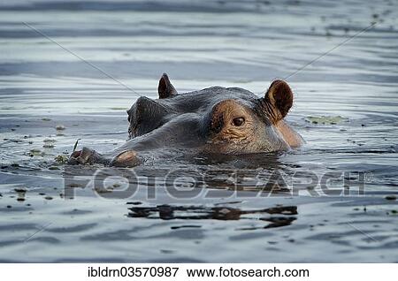 "Hippopotamus (Hippopotamus amphibius), Chobe National Park, Kasane, North-West District, Botswana, Africa" View Large Photo Image Stock Photo - "Hippopotamus (Hippopotamus amphibius), Chobe National Park, Kasane, North-West District, Botswana, Africa". Fotosearch