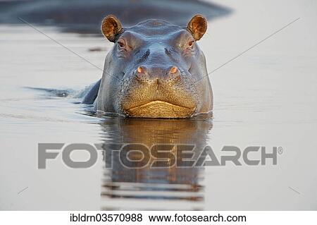 Stock Photo - "Hippopotamus (Hippopotamus amphibius), Chobe National Park, Kasane, North-West District, Botswana, Africa". Fotosearch