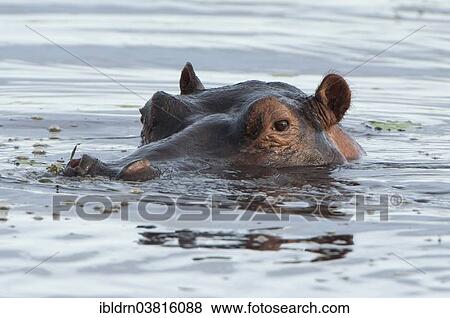 "Hippopotamus (Hippopotamus amphibius), Mkuze Game Reserve, KwaZulu-Natal, South Africa, Africa" View Large Photo Image Stock Photo - "Hippopotamus (Hippopotamus amphibius), Mkuze Game Reserve, KwaZulu-Natal, South Africa, Africa". Fotosearch