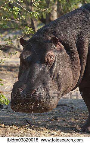 "Hippopotamus (Hippopotamus amphibius), Mkuze Game Reserve, KwaZulu-Natal, South Africa, Africa" View Large Photo Image Stock Photo - "Hippopotamus (Hippopotamus amphibius), Mkuze Game Reserve, KwaZulu-Natal, South Africa, Africa". Fotosearch